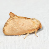 4653 – Red-crossed Button Slug Moth – Tortricidia pallida 7.4.15