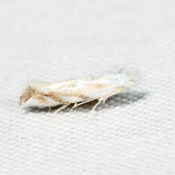0485 - Bucculatrix solidaginiella *