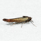 1397 – Scythris inornatella 7.4.18