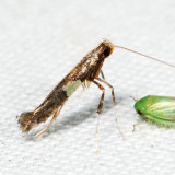 0639 – Caloptilia stigmatella 7.4.27