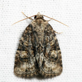 9408 - Exhausted Brocade - Neoligia exhausta 7.4.28