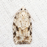 Acleris sp. 7.4.38