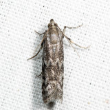 6032 Eurythmia angulella 7.4.40