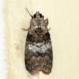 5608  Striped Oak Webworm Moth  Pococera expandens*