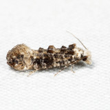 0317  Clemens Bark Moth  Xylesthia pruniramiella*