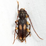 Ash and Privet Borer - Tylonotus bimaculatus