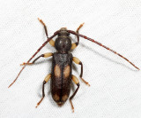 Ash and Privet Borer - Tylonotus bimaculatus