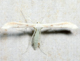 Hellinsia sp. *