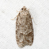 0911 – Bog Bibarrambla – Bibarrambla allenella 7.5.12
