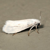 Prodoxus sp. *