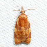 3716  Spring Dead-leaf Roller  Cenopis diluticostana *