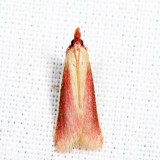 6053 - Carmine Snout Moth - Peoria approximella
