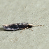 Orthotrichia sp.