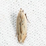 1707 - Monochroa angustipennella*