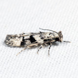 1792 – Coleotechnites atrupictella *