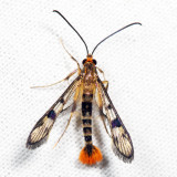 2554  Maple Callus Borer Moth  Synanthedon acerni