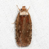 0869  Walsinghams Agonopterix Moth  Agonopterix walsinghamella *