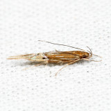 Cosmopterix sp. *