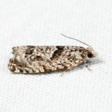 3334 – Maple Trumpet Skeletonizer Moth – Catastega aceriella *