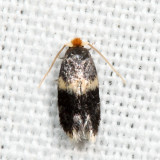 0037 – Hard Maple Budminer Moth – Ectoedemia ochrefasciella 7.7.23