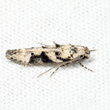 1792 – Coleotechnites atrupictella 7.7.26