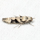 1792  Coleotechnites atrupictella 7.7.26