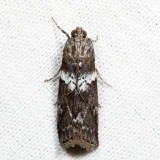 5775.1 – Salebriaria fasciata 7.7.27