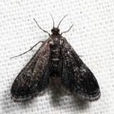 4754 – Elophila tinealis 7.8.2
