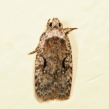 0859 - Curved-line Agonopterix - Agonopterix curvilineella 7.8.7