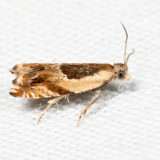 3359 - Black-marked Ancylis - Ancylis metamelana 7.8.9