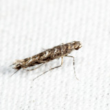 0663 – Neurobathra strigifinitella 7.8.11