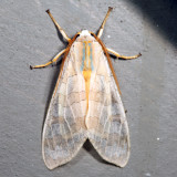 Halysidota harrisii/tessellaris 7.8.12
