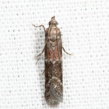 6001 - Ephestiodes infimella *