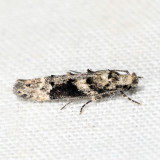 1792 – Coleotechnites atrupictella *