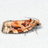 3603  Jack Pine Tube Moth  Argyrotaenia tabulana *