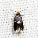Ectoedemia sp. 7.8.31