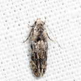 1834 - Sinoe robiniella *