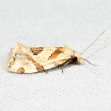 Aethes sp. 7.8.38