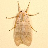 8203 - Banded Tussock Moth  - Halysidota tessellaris *