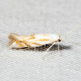 0485 - Bucculatrix solidaginiella 7.11.17