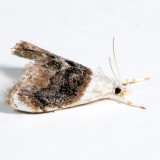 4888 - Sooty Lipocosmodes - Lipocosmodes fuliginosalis *