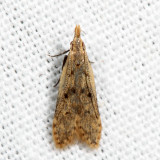 2288 - Many-spotted Dichomeris - Dichomeris punctipennella 7.11.25
