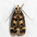 1065  Martyringa latipennis *