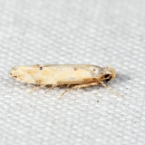 Coleotechnites sp. *
