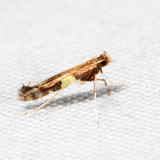 0642 - Caloptilia umbratella *