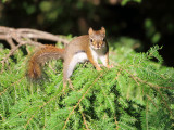 American Red Squirrel - Tamiasciurus hudsonicus