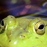 Forcipomyia fairfaxensis (feeding on the frog)