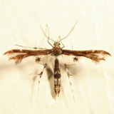6092 - Himmelmans Plume Moth - Geina tenuidactylus*