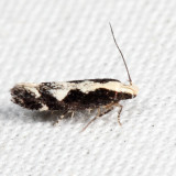 1771 – Agnippe prunifoliella *