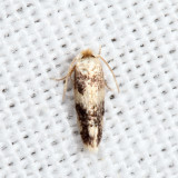 Opostegidae*